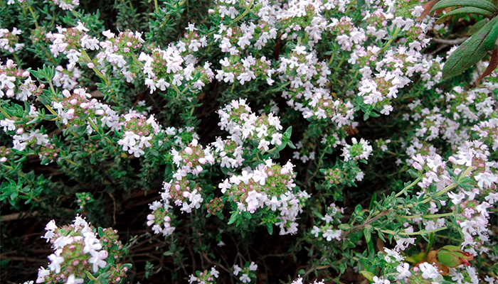 Tomillo: propiedades y contraindicaciones